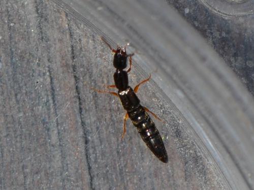 Réf. 325 768 : Xantholinus sp.